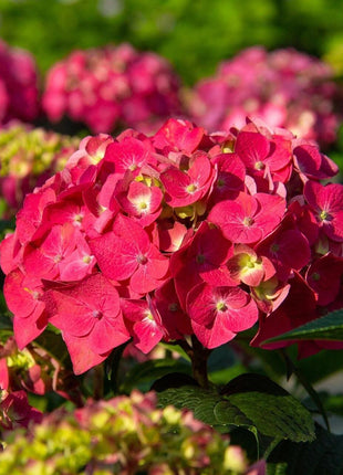 200pcs Red Hydrangea Seeds – Bold & Vibrant Blooms for Garden Borders, Pots & Statement Landscapes