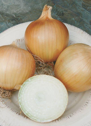 Onion Talon F1 Organic