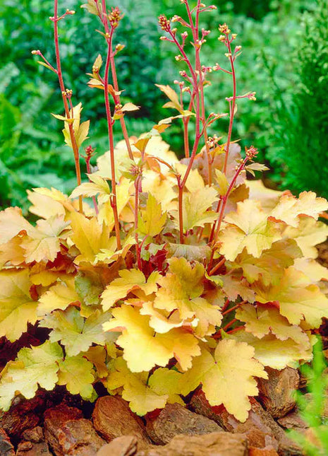 Amber Waves Coral Bells Seeds