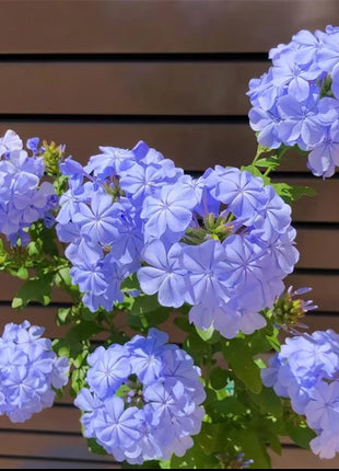 💙Blue Snowflake Seeds—Sky Flower