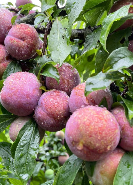 Blood Plum Sanhua Plum Seeds