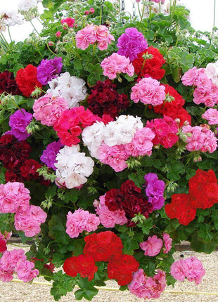 Geranium Maverick MIX