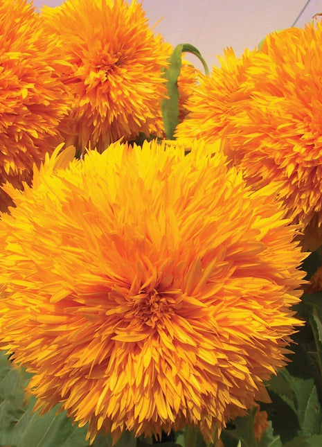 Sunflower Goldy Double F1 Organic