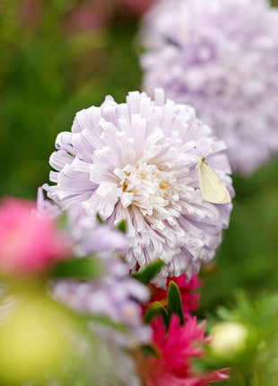 China Aster Seeds - Ostrich Feather Mix