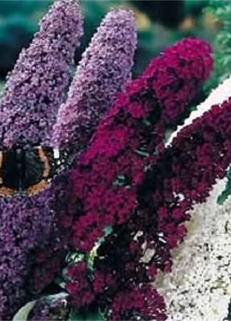 MIXED Colors BUTTERFLY BUSH Buddleia Davidii Flower Shrub Seeds
