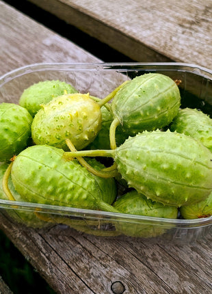 West Indian Gherkin Cucumber Seeds
