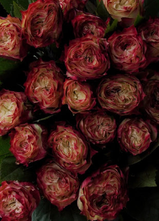 Rare Multi-color Roses-Apple Jack Seeds