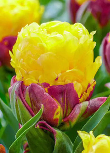 Bonsai Rare Color Tulip Seeds #22