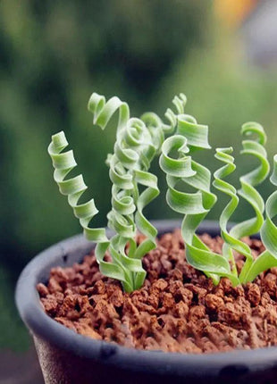 Egrow 100Pcs/Bag Sprial Grass Seeds Green Succulents Plants Garden DIY Bonsai Potted Flower Seed