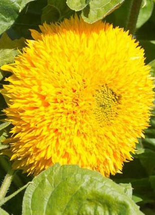 50 Seeds Teddy Bear Sunflower