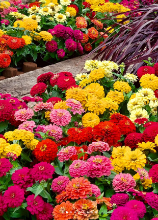 🌺Double Dwarf Zinnia Seeds