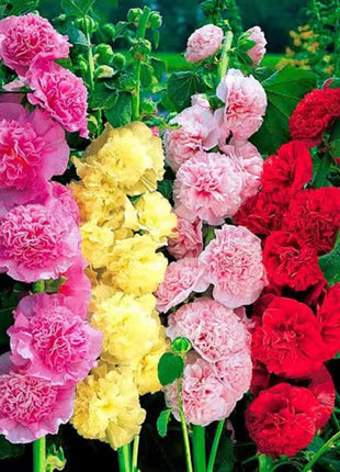 300+ Hollyhock Seeds Carnival Mix Giant Mallow Double Hollyhock Flowers Seed Perennial Outdoor Home Garden Flower