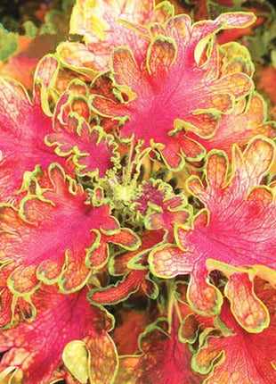 50pcs/Bag Coleus Bonsai Flower Leaf Plants Rainbow Dragon Seeds Garden