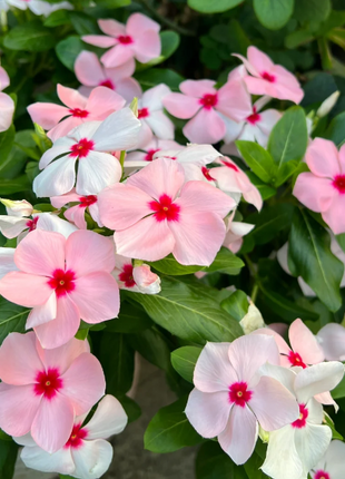 🌸Periwinkle—Blooms All Year Round