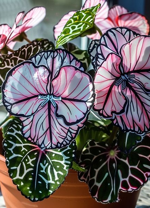 Eclipse Petal Begonia