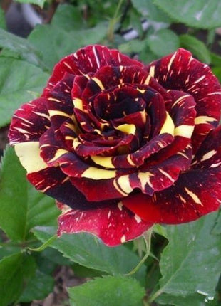 20 Pcs/bag Meteor shower rose