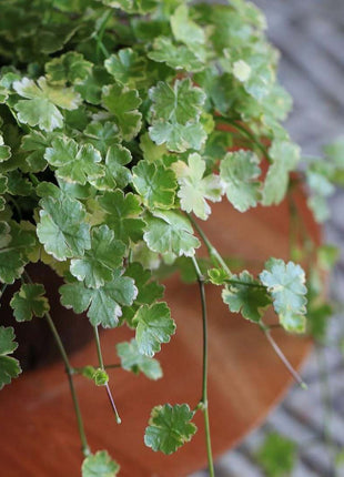 Coriander leaf 'Crystal Candy'