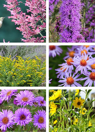 Autumn Magic Pollinator Collection