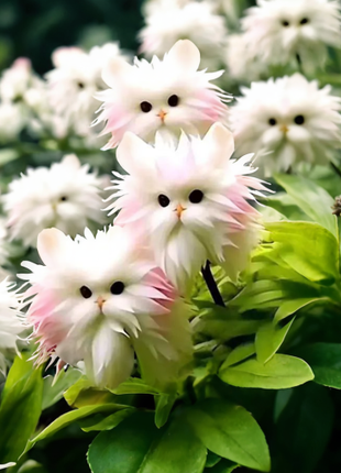 🔥🔥Group discount! Cat's eye flower