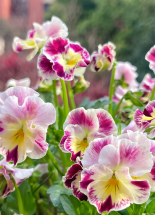 💐 Pansy Winter Elf Series - I Miss You Endlessly