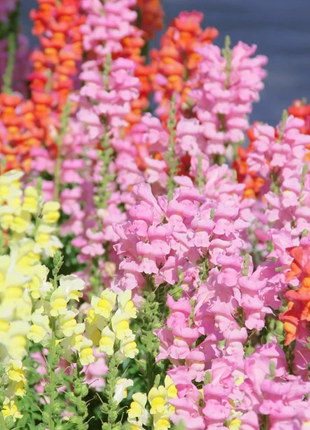 💐Double Snapdragon Mixed Color Seeds
