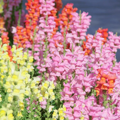 💐Double Snapdragon Mixed Color Seeds