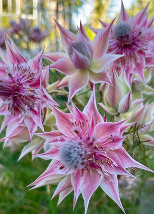 Rare Serruria florida Seeds - Blushing Bride