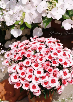 Strawberry Colored Dianthus Potted Plant