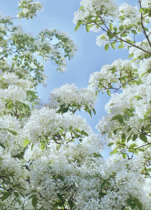 White Fringe Tree-April Snow