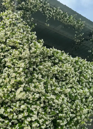 Climbing Plants Mix Seeds