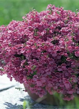Diascia Pink Queen Seeds Perennial Abundant Pink Flowers Light Frost Tolerant