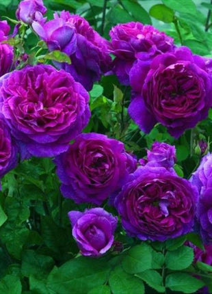 Purple  Climbing Rose Seeds