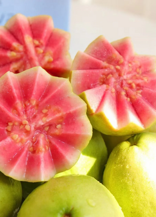 Tropical Strawberry Guava Organic Pink Guava Seeds
