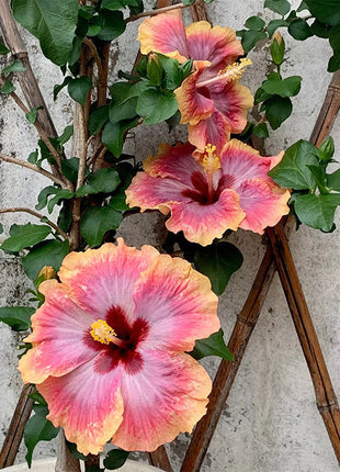 Mixed Giant Ombre Hibiscus Exotic Coral Flowers Seeds