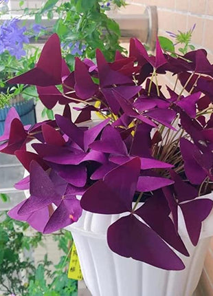 10PCS Oxalis Triangularis Purple Shamrock Good Luck Plant