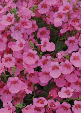 Diascia Pink Queen Seeds Perennial Abundant Pink Flowers Light Frost Tolerant