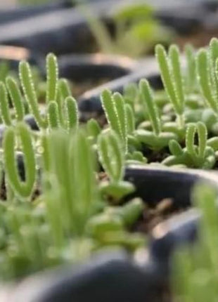 500Pcs Monilaria Obconica Bunny Seeds – Rare, Adorable Succulent for Indoor and Outdoor Gardening, Perfect for Unique Plant Displays