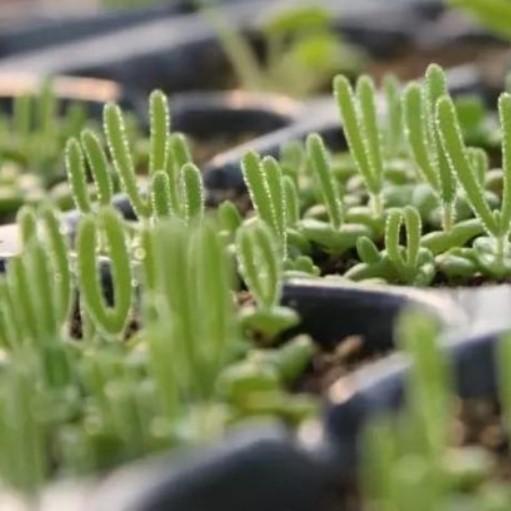 500Pcs Monilaria Obconica Bunny Seeds – Rare, Adorable Succulent for Indoor and Outdoor Gardening, Perfect for Unique Plant Displays
