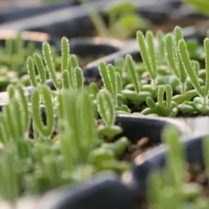 500Pcs Monilaria Obconica Bunny Seeds – Rare, Adorable Succulent for Indoor and Outdoor Gardening, Perfect for Unique Plant Displays