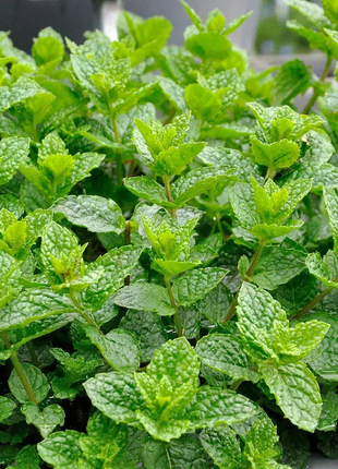 Potted Mint Seeds