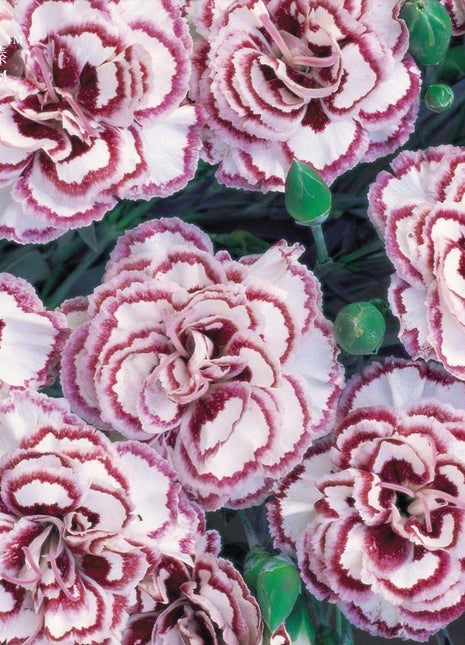 Dianthus 'Grans Favorite' Pink Seeds