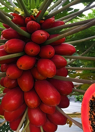 Organic Papaya Tree Seeds Heirloom Edible