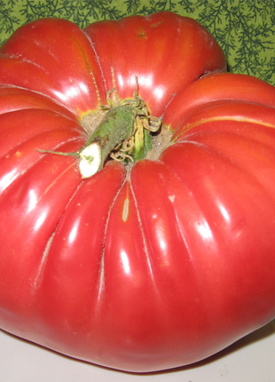 Giant Monster Tomato Seeds