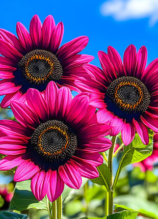 Sunflower 'Velvet Queen'