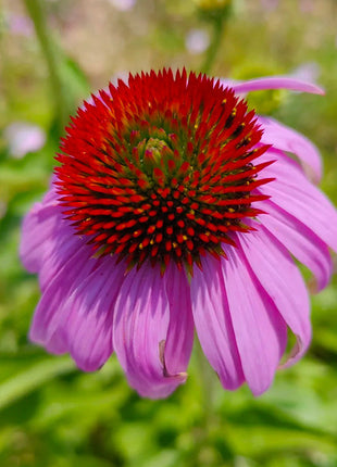 Coneflower Seeds (Echinacea)