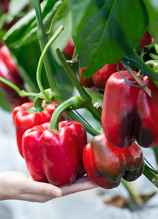 Rainbow Sweet Bell Pepper Seeds