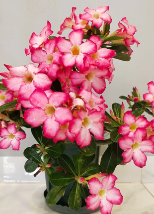 Pink Lady🌺Desert Rose Seeds