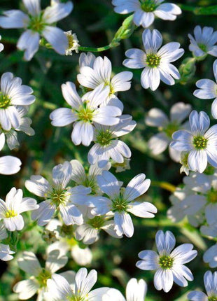 100pcs Gypsophila seeds Baby's Breath Gypsophila