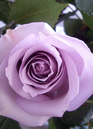 Lavender roses seeds