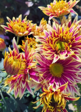 Rare Treasure Chrysanthemum Seeds